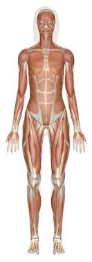 Human autonomic nervous system anatomical chart. 7 Nervous System Ideas Nervous System Body Systems Nervous
