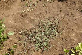 Image result for Moorochloa eruciformis