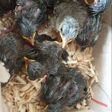 Harga burung poksai hongkong, ciblek kristal, lovebird batman dll di pasar burung pramuka, jakarta timur survey harga burung ciblek kristal, kacer jadi, takur ungkut2, sogon dll di pasar burung. Anakan Lolohan Cigun Ciblek Gunung Shopee Indonesia