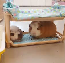 Pin On Guinea Pigs