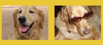 Find golden retriever puppies and breeders in your area and helpful golden retriever information. Southern Arizona Golden Retriever Rescue