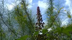 A mamona é cientificamente denominada ricinus communis l., é planta da família euphorbiáceas. Planta Mamoneira Mamona Youtube