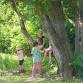 Trunk to Treetop