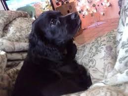 Cocker Spaniel Dogs Cocker Spaniel Dog Breed Info Pictures Petmd Dog Breed Info Cocker Spaniel American Cocker Spaniel