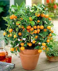 Maybe you would like to learn more about one of these? Fruiting Citrus Calamondin Orange Tree On Trellis Garden Plants