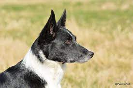 Border Collie Kim Short Hair Smooth Coat Rough Coat Black And White Sheepdog Working Dog Stock Dog Working Collie Beautiful Border Collie Collie Dog Friends