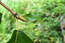 ドロノキ 泥の木 庭木図鑑 植木ペディア