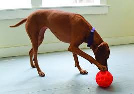 Check spelling or type a new query. The Best Food Dispensing Toys 2019 Whole Dog Journal