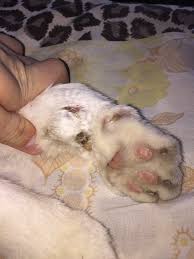 Place one cat pad (soft side up) in the the tidy cats breeze cat pads are really a great product. What Is Wrong With My Cats Paw Quora