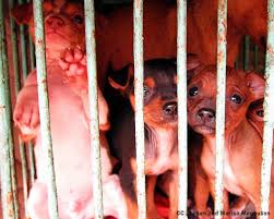 You may sell functional treats, such as bones used to brush a dog's teeth. Chicago Bans The Sale Of Puppy Mill Pups In Pet Stores Saving Earth Encyclopedia Britannica