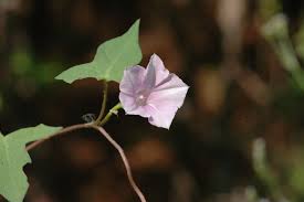 Image result for Ipomoea vernalis