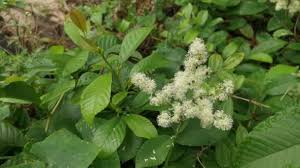 Image result for Tetracera