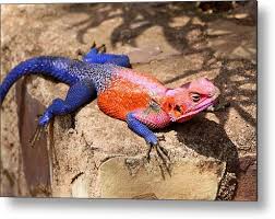 Agama agama africana photo oliver haligon ©. East African Rainbow Agama Lizard Male Metal Print By Carole Anne Fooks