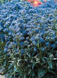 Image result for Anchusa capensis
