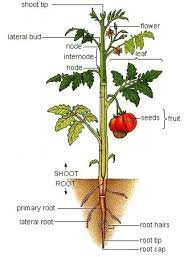 Plant And Its Parts Plant Structure Plants Tomato Plants