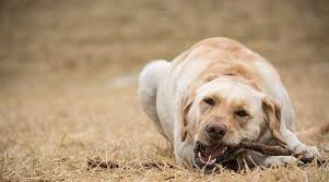 How To Stop Your Dog From Eating Wood Sticks Debris In 2020 Dogs Your Dog Puppies