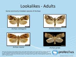 Image result for Archips rosanus