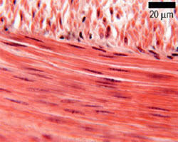 Fibers of smooth muscle group in branching bundles, which allows for cells to contract. Muscle The Histology Guide