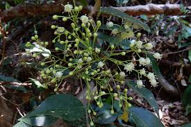 Image result for Rourea orientalis