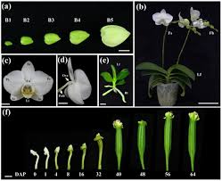 Michael porter is an economist, researcher, author, advisor, speaker and teacher. Ancestral Duplicated Dl Crc Orthologs Display Function On Orchid Reproductive Organ Innovation Biorxiv