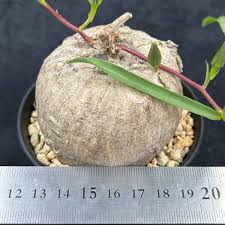 Image result for Ipomoea welwitschii