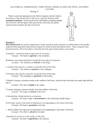 The position of a animal's body at that the totality of its muscle groups have reached their stress that is cheapest. Anatomical Terminology Worksheet Tchs