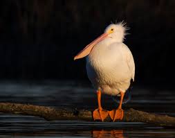 Maybe you would like to learn more about one of these? Pelican Outpost Abnc