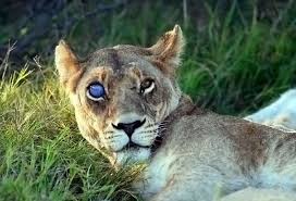 Pin By Bill Siler On Animals Different Colored Eyes Lions Predator