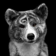Black And White Akita Akita With Amazing Markings By Taran Sergey Link To Print Shop Seregraff Com Akita Dogs Akita Dog