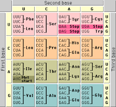 the genetic code azimuth