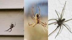 According to a survey, the most commonly infested places are the mattress (98.2%), boxspring. Ameritech Pest Control Ameritechpest Profile Pinterest