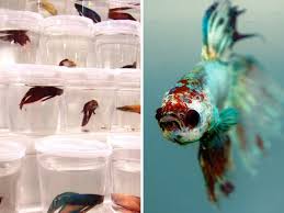 You need to get a betta fish who is not aggressive and choose your tank mates. Tell Petco To Stop Killing Betta Fish