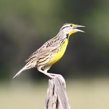 Image result for Stenostelma corniculatum