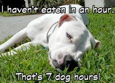 Maybe you would like to learn more about one of these? 120 Clean Feet Pet Clean Up Ideas Waste Removal Dog Owners Funny Animals