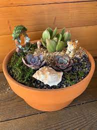 How to make succulent garden dish. Diy Fairy Gnome Succulent Garden The Ruth Bancroft Garden Nursery