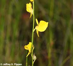 Image result for Utricularia podadena