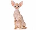 Peterbald Kittens for Sale & Cats for Adoption | Sweetie ...