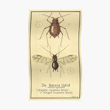 Hot and damp weather with plenty of rainfall trigger the disease to occur. The Banana Aphid Art Print By Biosecuritycoll Redbubble