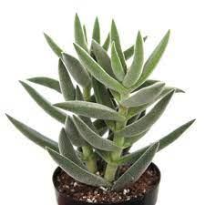 Watering too often can speed the process of etiolation, but the cactus needs more light exposure to fix it. Crassula Mesembryanthemoides Planting Succulents Succulents Plants