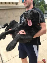 07.07.2019 · is pet lab co worth it? She Was Class All The Way Passed Rainbow Bridge Dogs Cutedogs Happydogs Mrsdoggie Puppy Pets Http Bit Ly 2onw9ic Lab Puppies Black Lab Puppies Dogs
