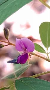 Image result for Crotalaria polysperma