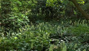 Image result for Haumaniastrum villosum