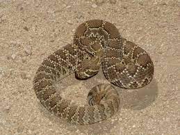 Mojave Rattlesnake The Mojave Is A Dangerous Although They Have A Reputation For Being Aggressive Towards People Such Be Rattlesnake Snake Mojave Rattlesnake