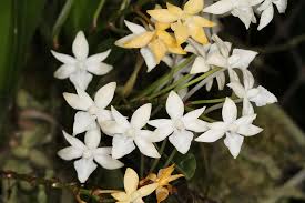 Image result for Rangaeris muscicola