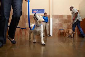 We took our own 6 month old puppy, a chow/lab mix to our local petsmart dog obedience training class and put them. Pin On Puppies