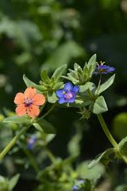 Image result for Anagallis oligantha