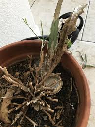 Christmas cactus flowers in winter, about the same time as the christmas holiday. Ask A Question Forum Please Help My Christmas Cactus Garden Org