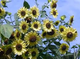 Iris oleh vincent van gogh dari bunga matahari karya seni dinding seni kanvas lukisan cetak dekoratif gambar untuk ruang tamu dekorasi rumah,beli dari penjual di tiongkok dan di seluruh dunia. Sejarah Bunga Matahari Bunga Matahari Bunga Matahari Tindakan Dan Penggunaannya Untuk Pelbagai Penyakit