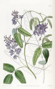 Image result for Hardenbergia comptoniana
