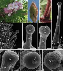Hours may change under current circumstances Glandular Trichomes Of Robinia Viscosa Vent Var Hartwigii Koehne Ashe Faboideae Fabaceae Morphology Histochemistry And Ultrastructure Springerlink